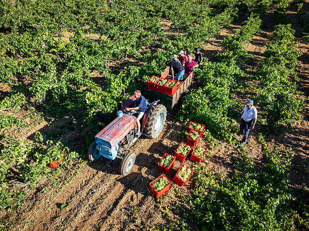 Agribusiness sector